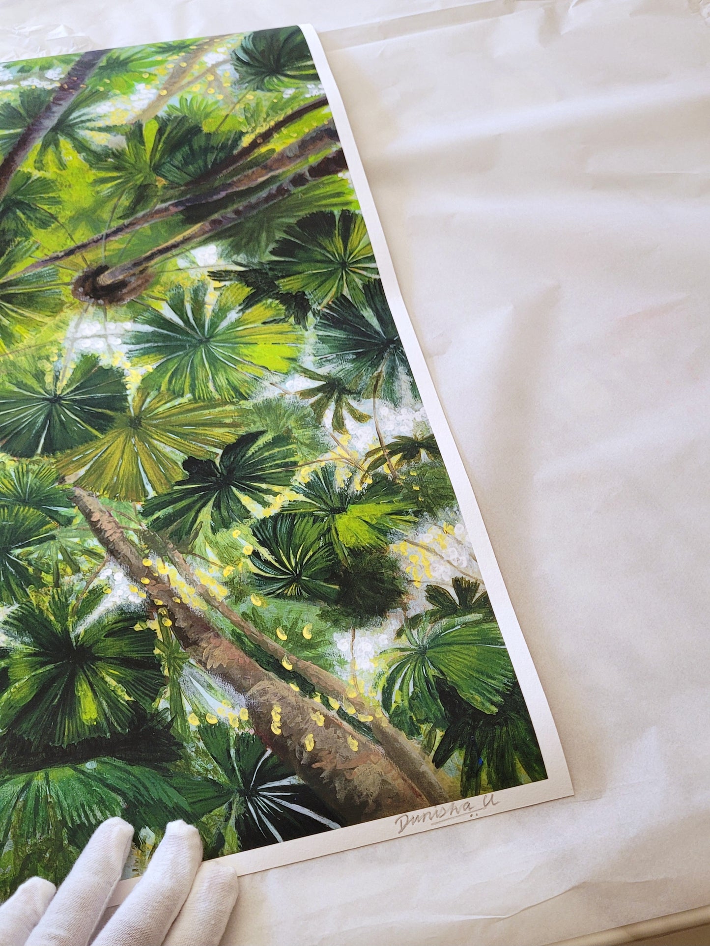 Daintree Fan Palms Giclée Print Full Size